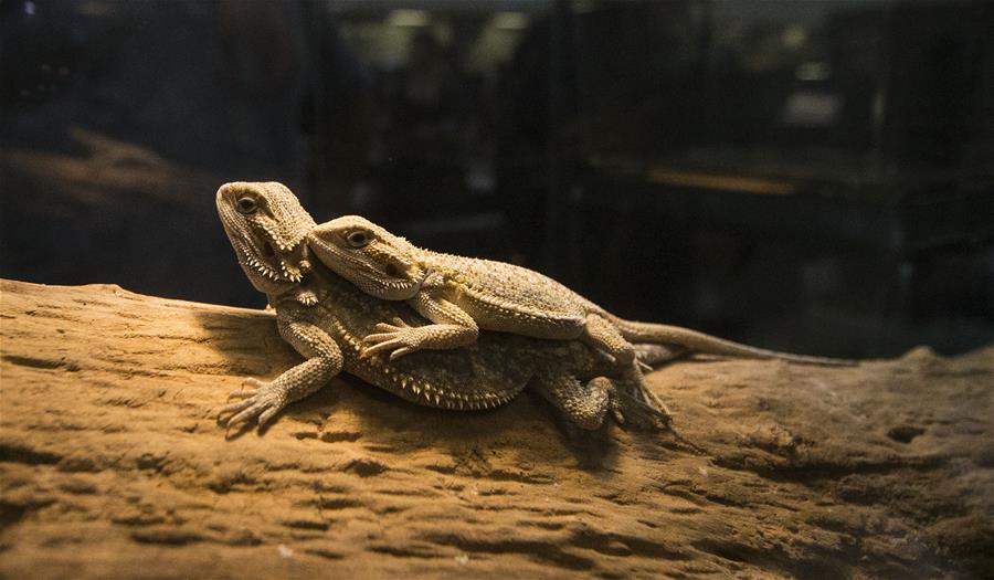 CANADA-TORONTO-REPTILE EXPO