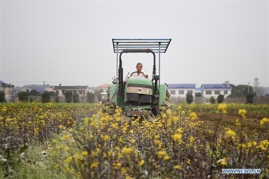 CHINA-HUNAN-SPRING PLOUGHING(CN)