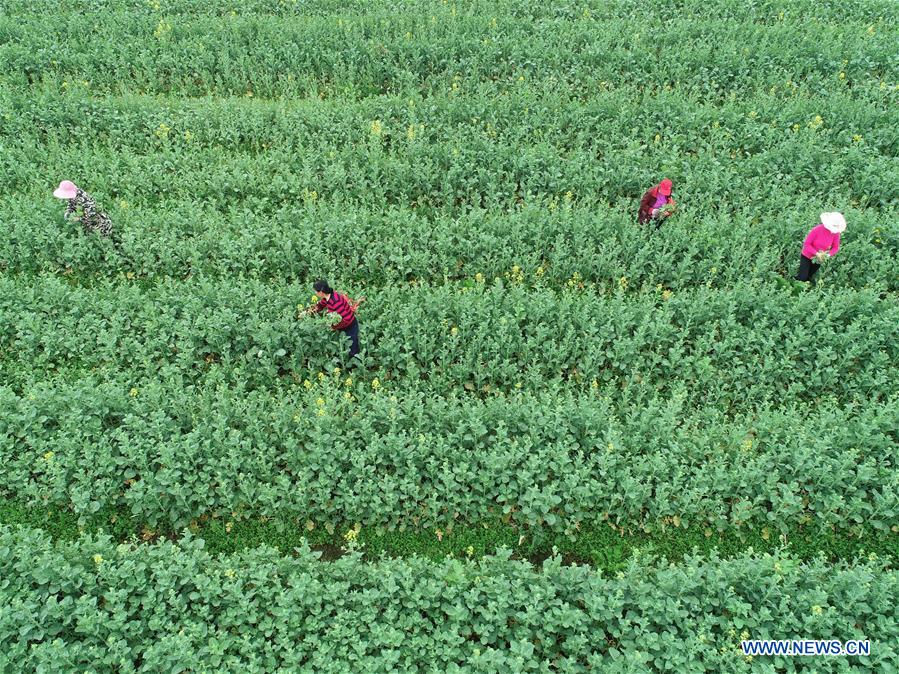 CHINA-HUNAN-SPRING PLOUGHING(CN)
