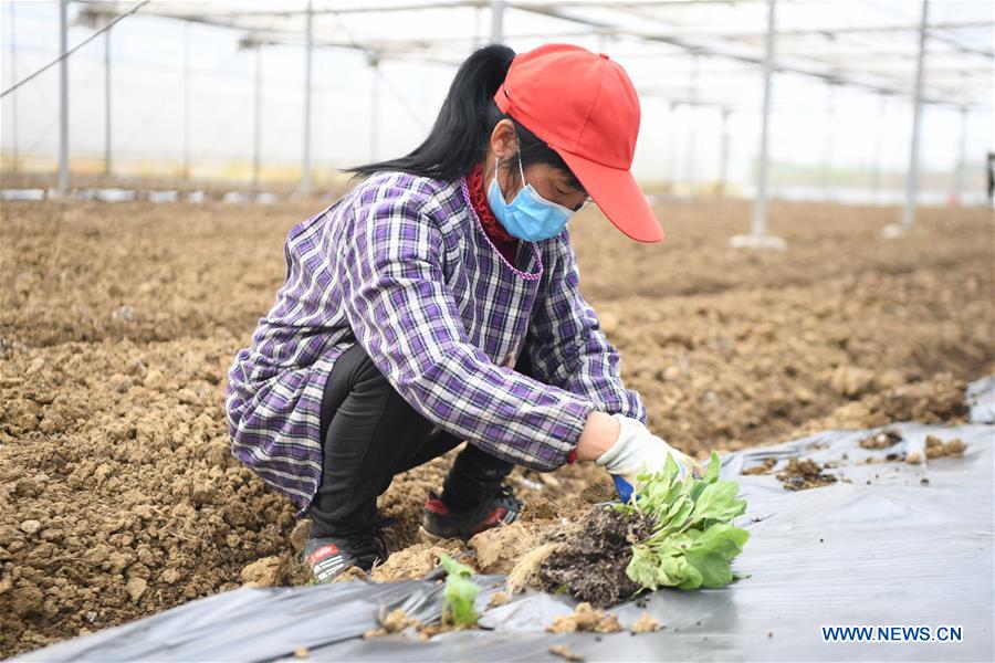 CHINA-HUNAN-SPRING PLOUGHING(CN)