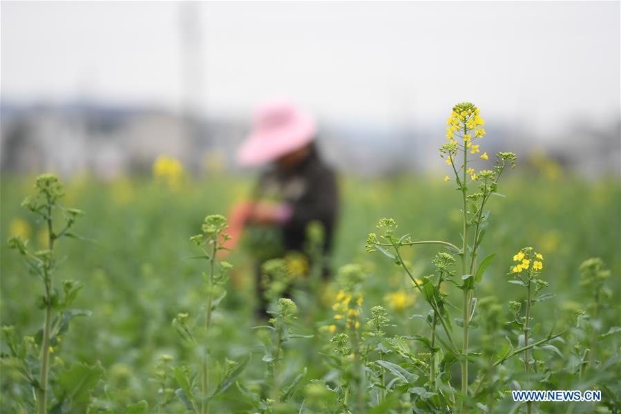 CHINA-HUNAN-SPRING PLOUGHING(CN)