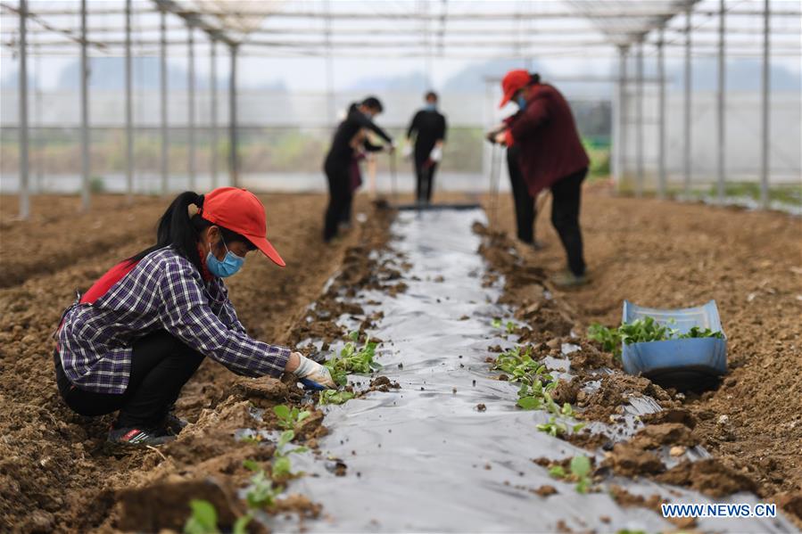 CHINA-HUNAN-SPRING PLOUGHING(CN)