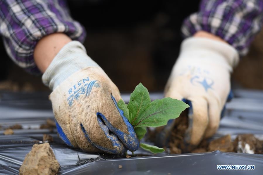 CHINA-HUNAN-SPRING PLOUGHING(CN)