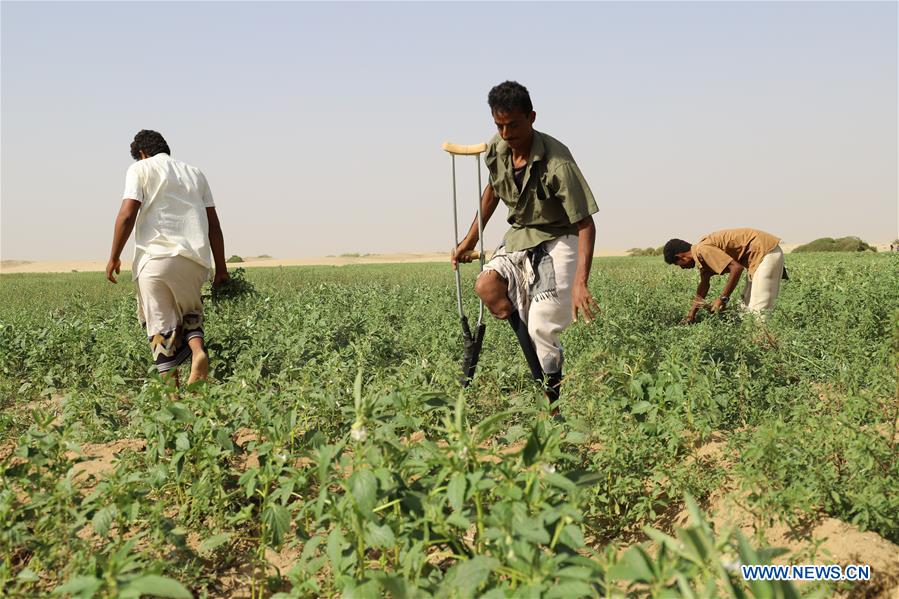 YEMEN-HAJJAH-WAR-LANDMINE VICTIMS