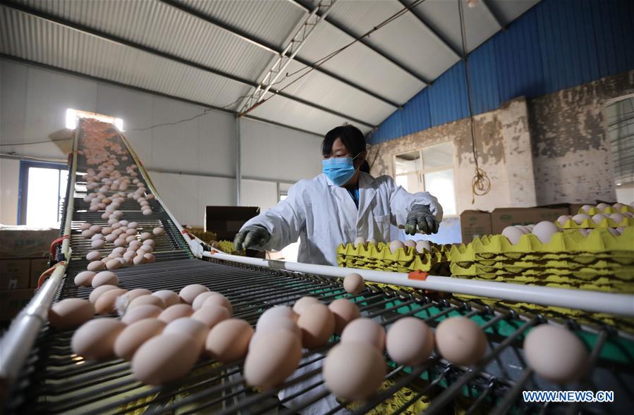 #CHINA-HENAN-WUZHI-LIVESTOCK-POULTRY-PRODUCTION (CN)