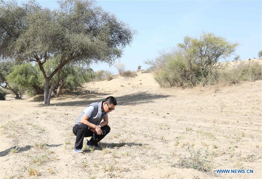 PAKISTAN-SINDH-CHINESE EXPERT-LOCUST