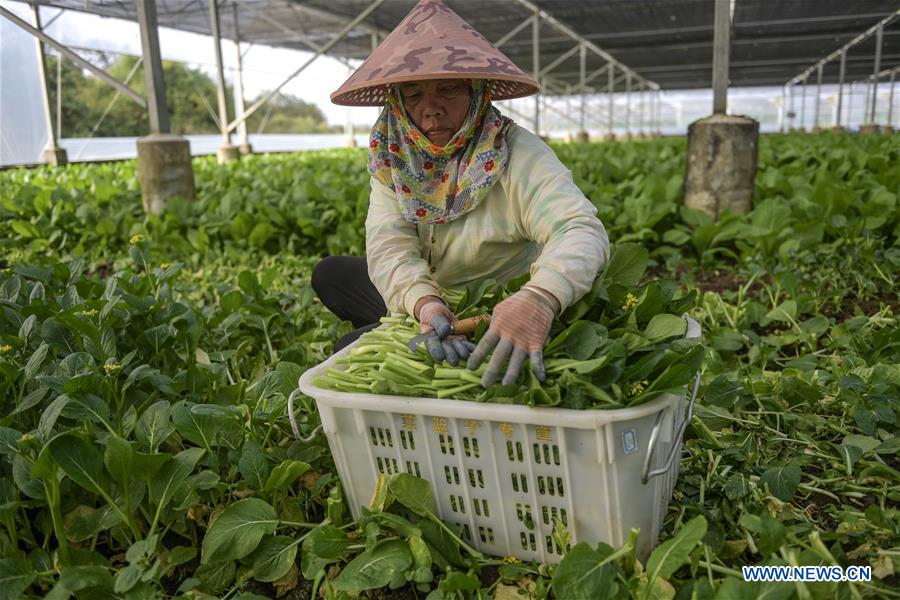 CHINA-HAINAN-HAIKOU-VEGETABLE SUPPLY (CN)