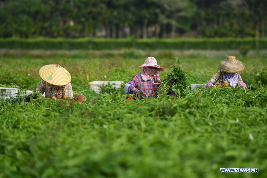 CHINA-HAINAN-HAIKOU-VEGETABLE SUPPLY (CN)