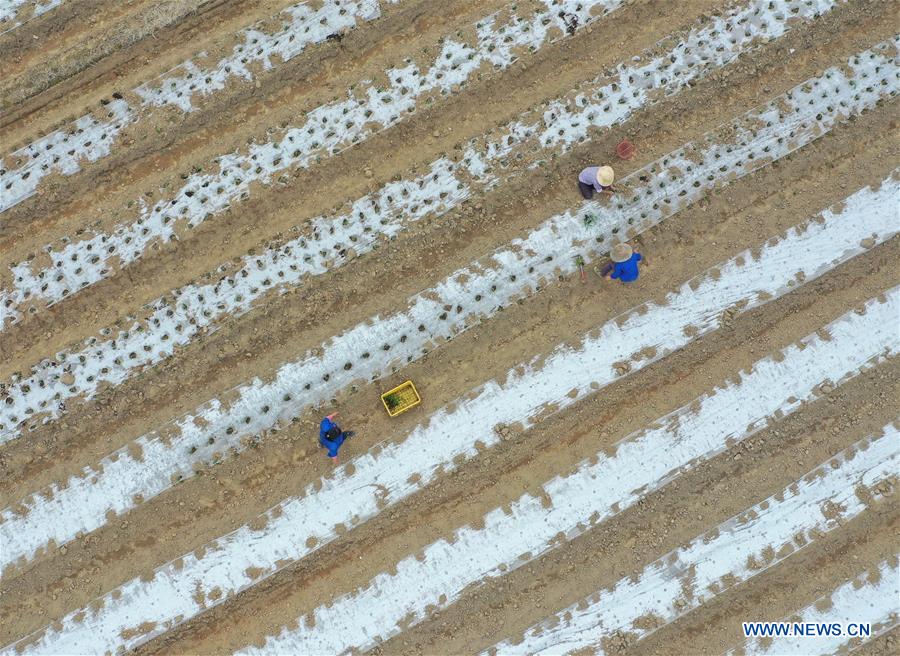 #CHINA-SPRING-FARMING (CN)