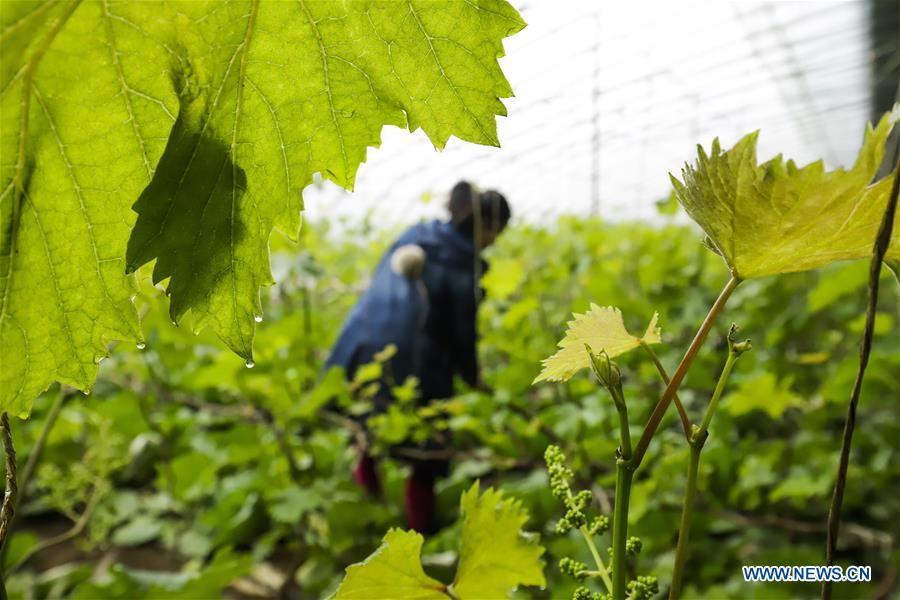 #CHINA-SPRING-FARMING (CN)