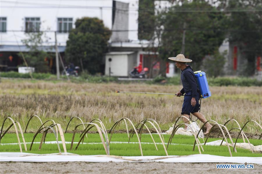 CHINA-GUANGXI-GUIPING-SPRING-FARMING (CN)
