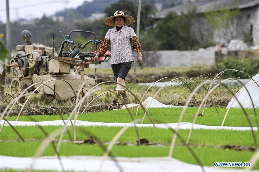 CHINA-GUANGXI-GUIPING-SPRING-FARMING (CN)