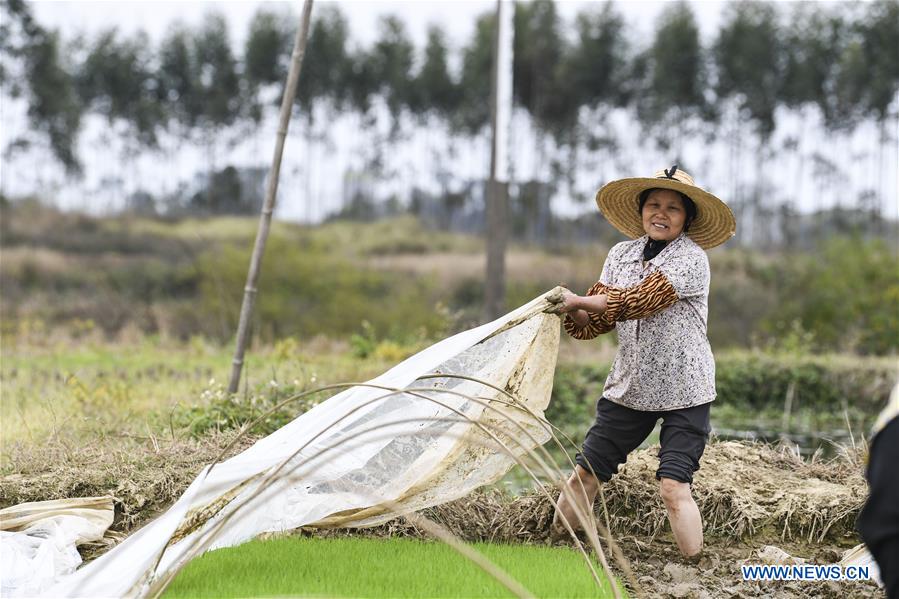 CHINA-GUANGXI-GUIPING-SPRING-FARMING (CN)