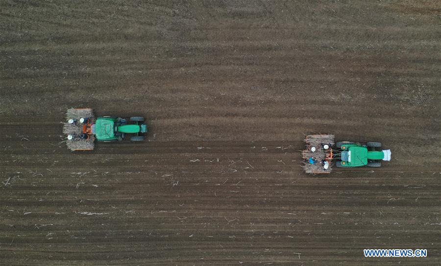 CHINA-GUANGXI-LUZHAI-SUGARCANE (CN)