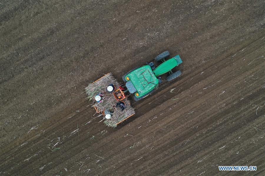 CHINA-GUANGXI-LUZHAI-SUGARCANE (CN)