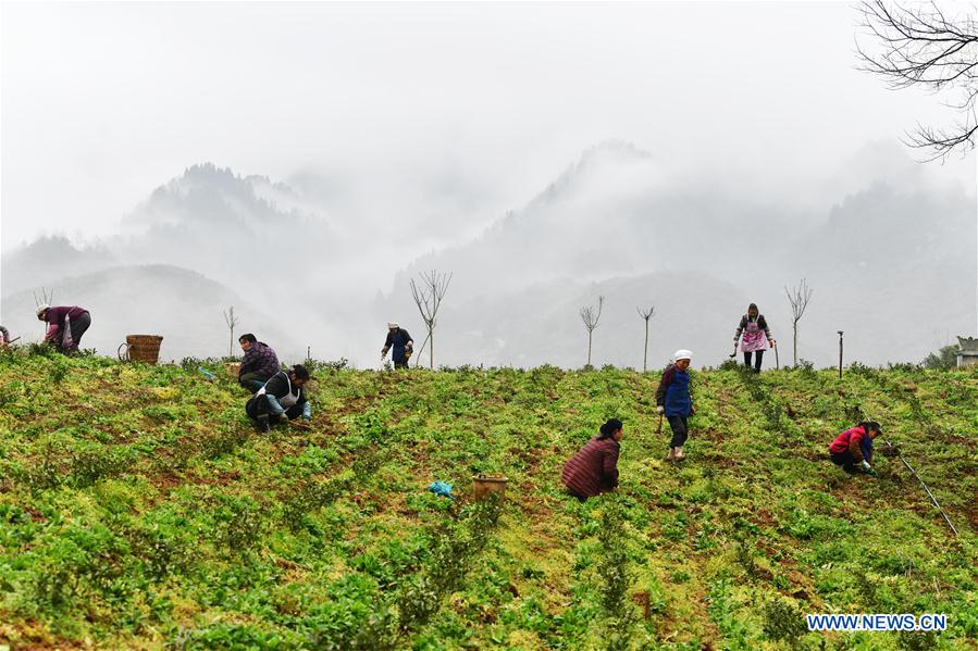 CHINA-GUIZHOU-SPRING-AGRICULTURE (CN)