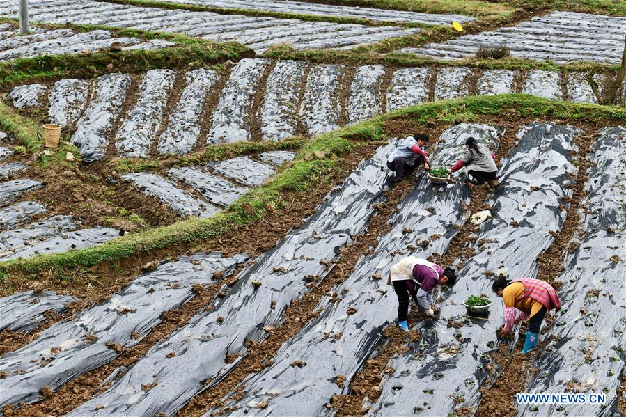 CHINA-GUIZHOU-SPRING-AGRICULTURE (CN)