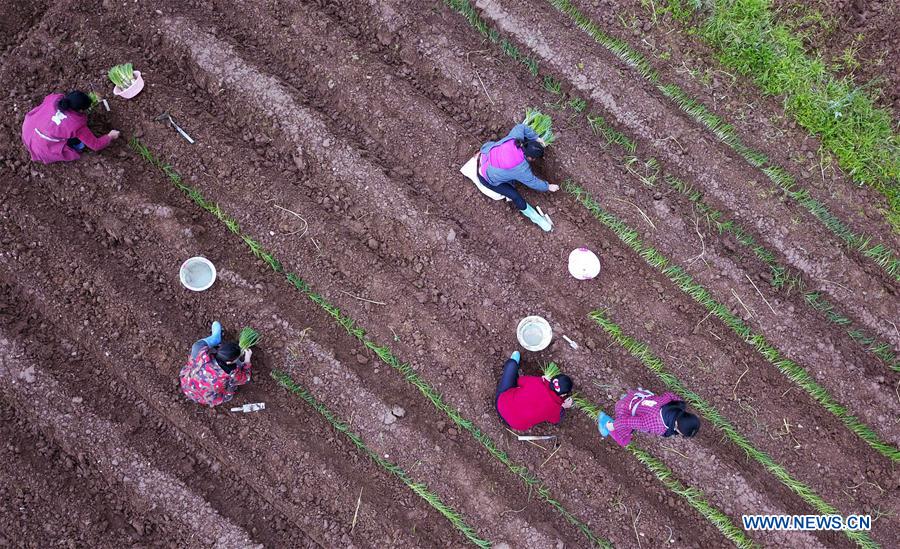 CHINA-GUIZHOU-SPRING-AGRICULTURE (CN)