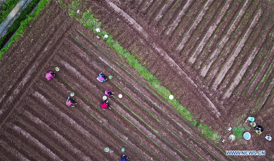 CHINA-GUIZHOU-SPRING-AGRICULTURE (CN)