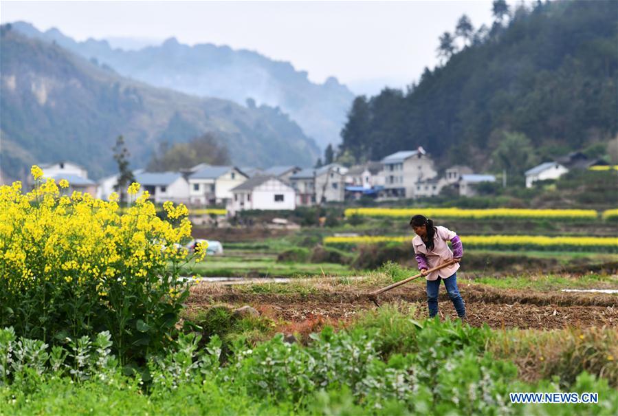 CHINA-GUIZHOU-SPRING-AGRICULTURE (CN)