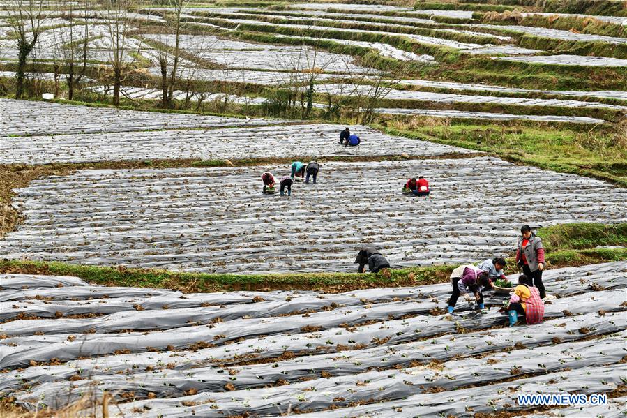 CHINA-GUIZHOU-SPRING-AGRICULTURE (CN)