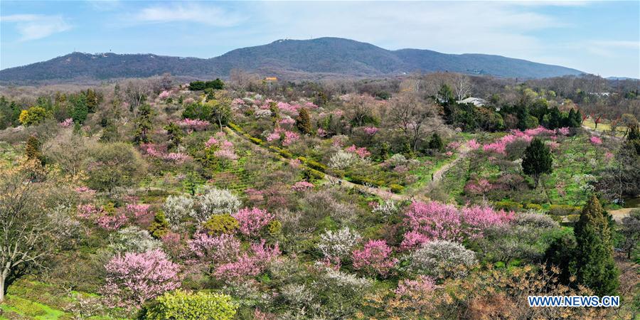 CHINA-NANJING-PLUM BLOSSOM (CN)