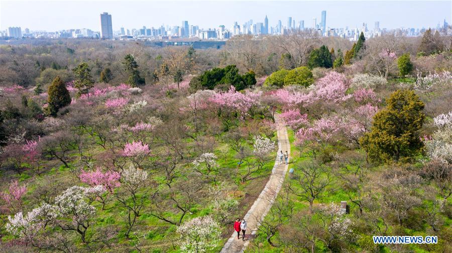 CHINA-NANJING-PLUM BLOSSOM (CN)