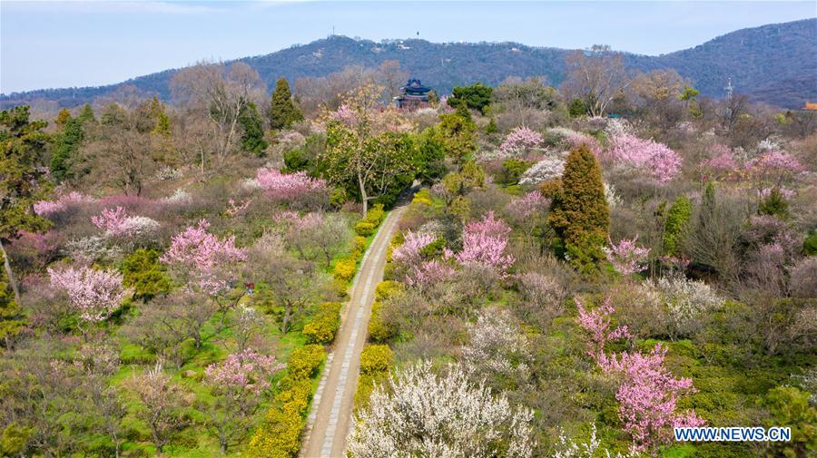 CHINA-NANJING-PLUM BLOSSOM (CN)