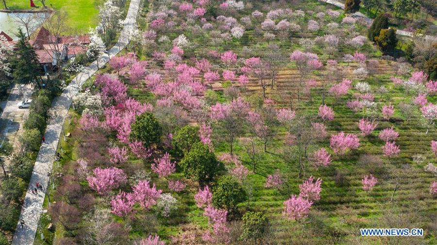 CHINA-NANJING-PLUM BLOSSOM (CN)
