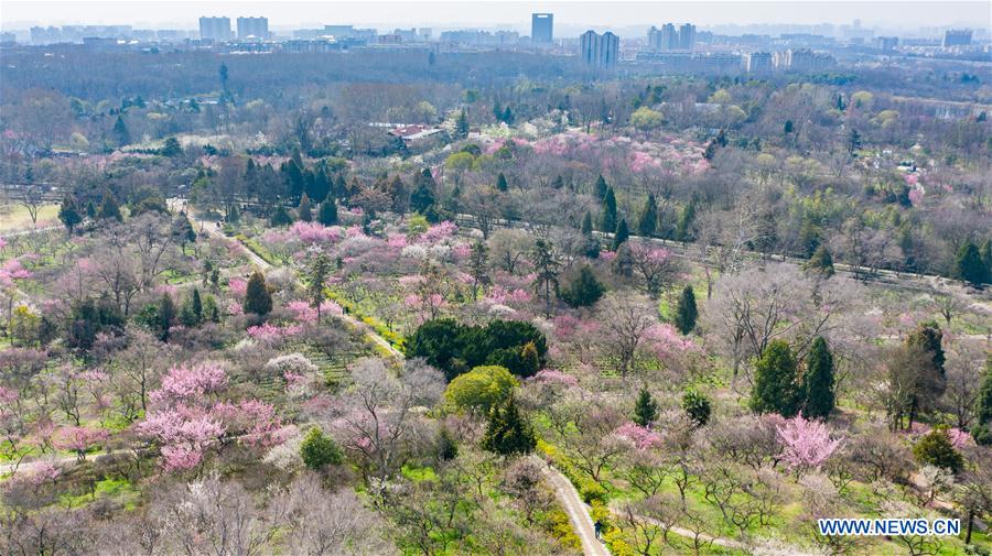 CHINA-NANJING-PLUM BLOSSOM (CN)