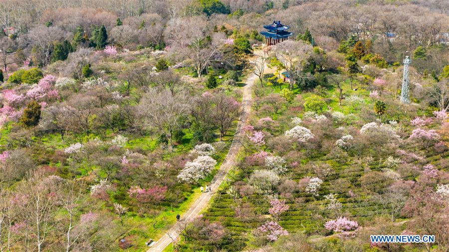 CHINA-NANJING-PLUM BLOSSOM (CN)