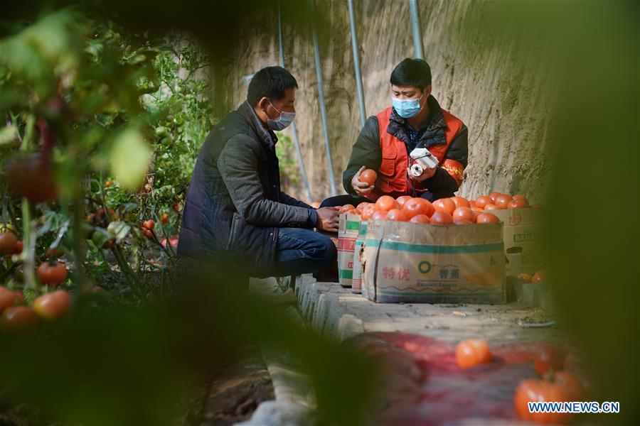 CHINA-HEBEI-SPRING-FARM WORK (CN)