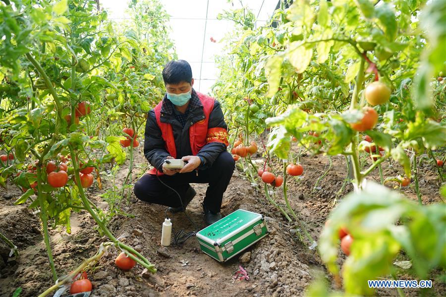 CHINA-HEBEI-SPRING-FARM WORK (CN)