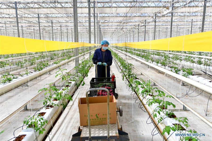 CHINA-SHANXI-JINZHONG-AGRICULTURAL PRODUCTION (CN)