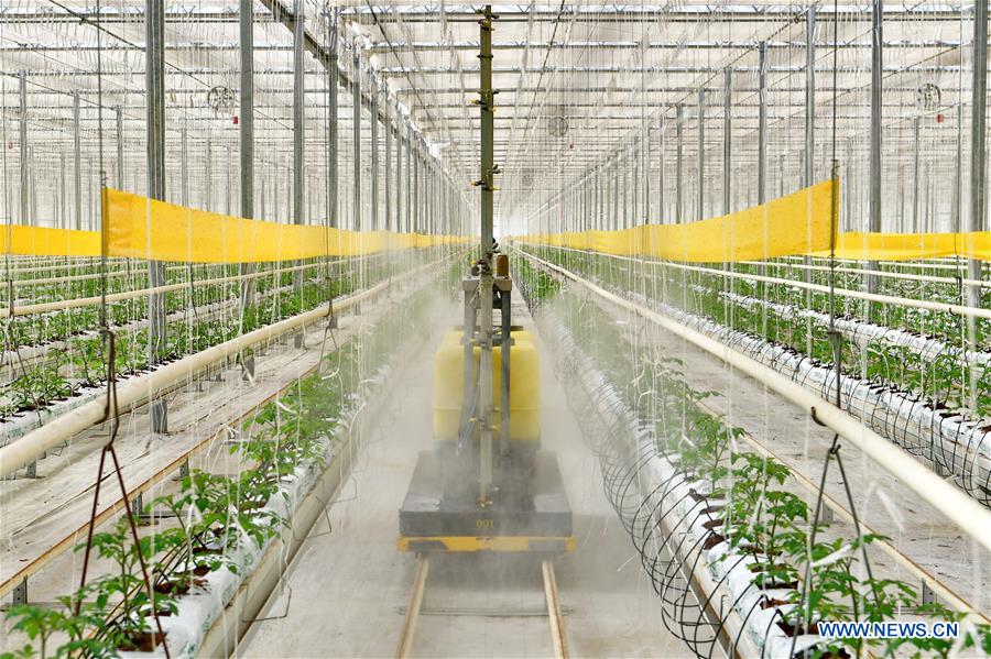 CHINA-SHANXI-JINZHONG-AGRICULTURAL PRODUCTION (CN)