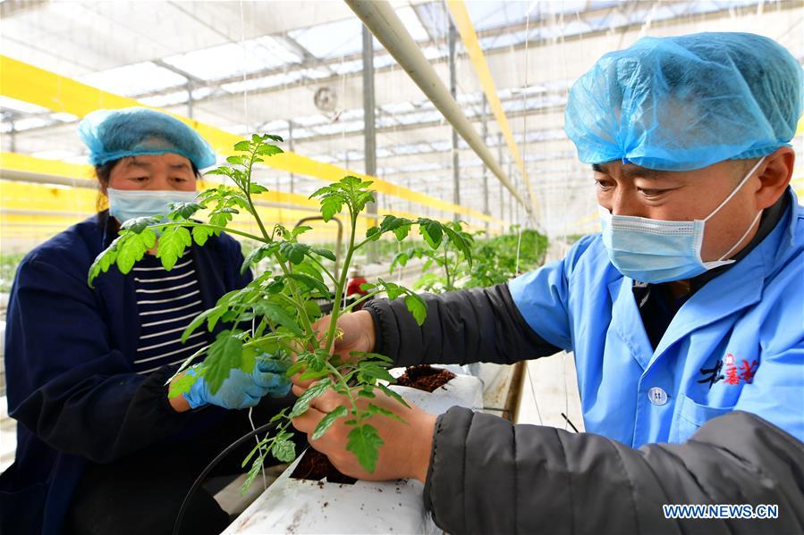 CHINA-SHANXI-JINZHONG-AGRICULTURAL PRODUCTION (CN)