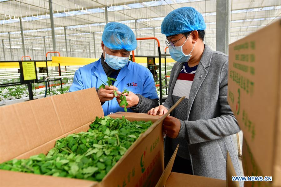 CHINA-SHANXI-JINZHONG-AGRICULTURAL PRODUCTION (CN)