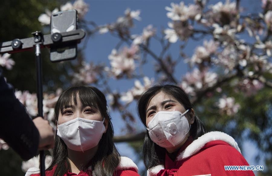 CHINA-SHAANXI-MIANXIAN-SAUCER MAGNOLIA-LIVE BROADCAST (CN)