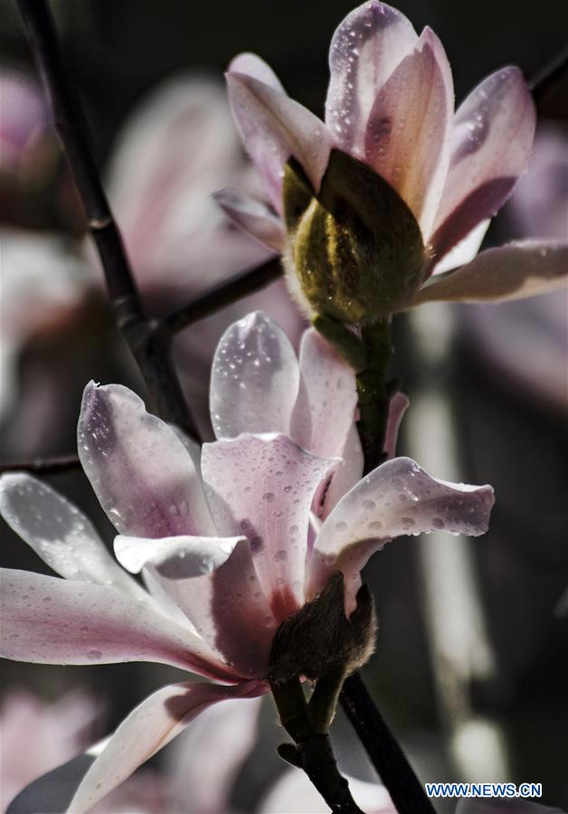 CHINA-SHAANXI-MIANXIAN-SAUCER MAGNOLIA-LIVE BROADCAST (CN)