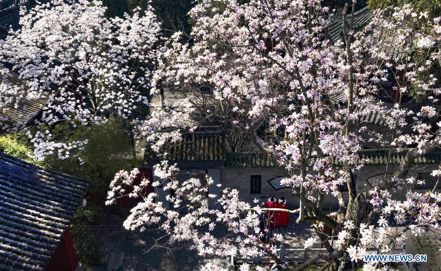 CHINA-SHAANXI-MIANXIAN-SAUCER MAGNOLIA-LIVE BROADCAST (CN)
