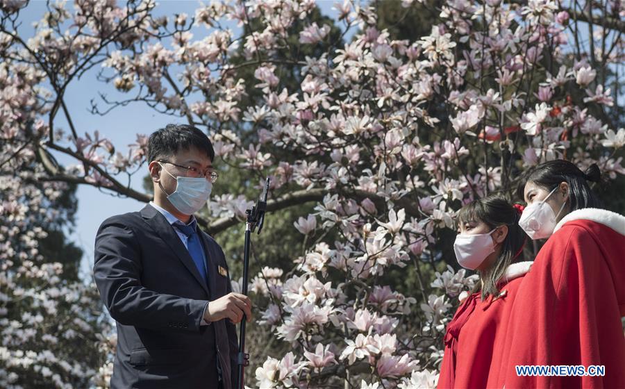 CHINA-SHAANXI-MIANXIAN-SAUCER MAGNOLIA-LIVE BROADCAST (CN)