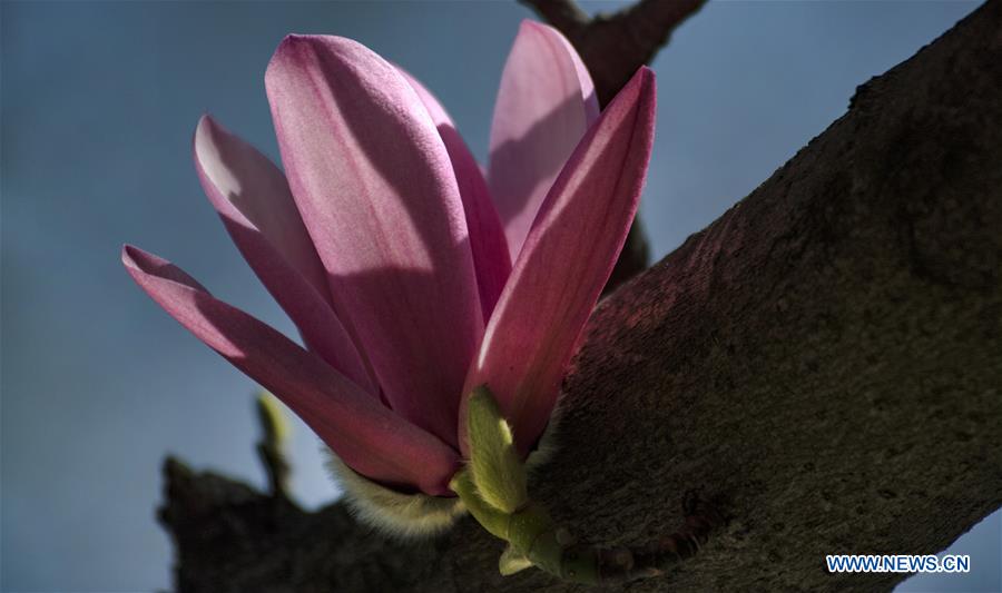 CHINA-SHAANXI-MIANXIAN-SAUCER MAGNOLIA-LIVE BROADCAST (CN)
