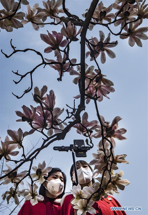CHINA-SHAANXI-MIANXIAN-SAUCER MAGNOLIA-LIVE BROADCAST (CN)