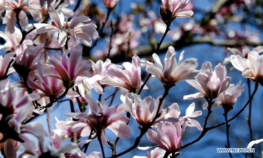 CHINA-SHAANXI-MIANXIAN-SAUCER MAGNOLIA-LIVE BROADCAST (CN)