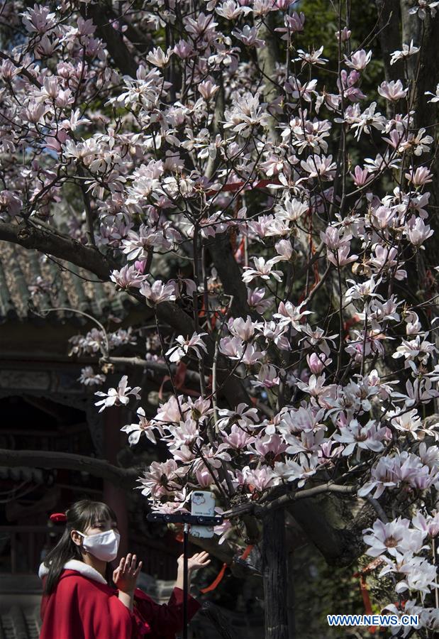 CHINA-SHAANXI-MIANXIAN-SAUCER MAGNOLIA-LIVE BROADCAST (CN)