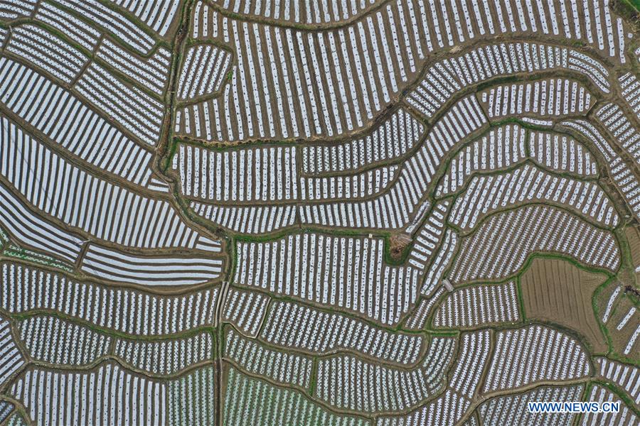 CHINA-GUIZHOU-SPRING-AGRICULTURE (CN)