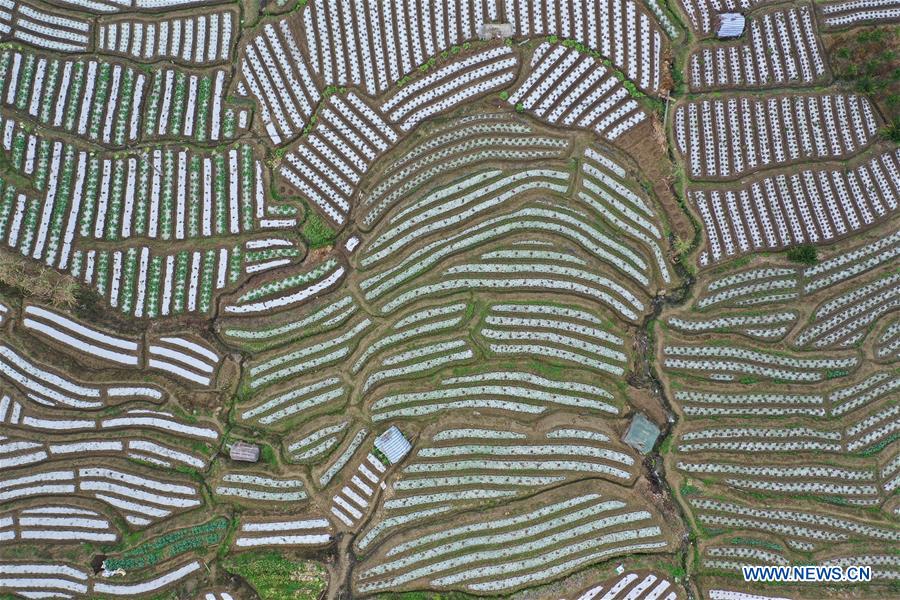 CHINA-GUIZHOU-SPRING-AGRICULTURE (CN)