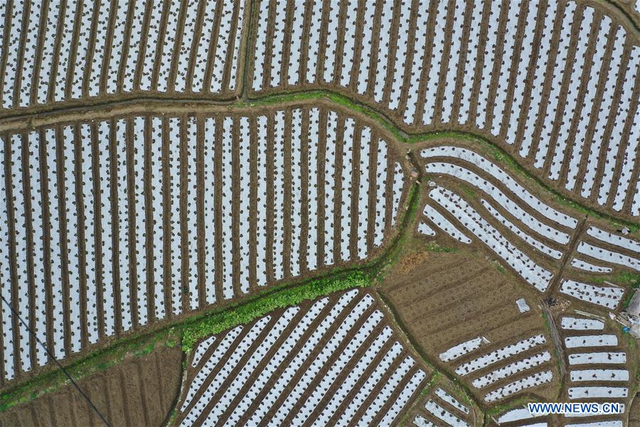 CHINA-GUIZHOU-SPRING-AGRICULTURE (CN)