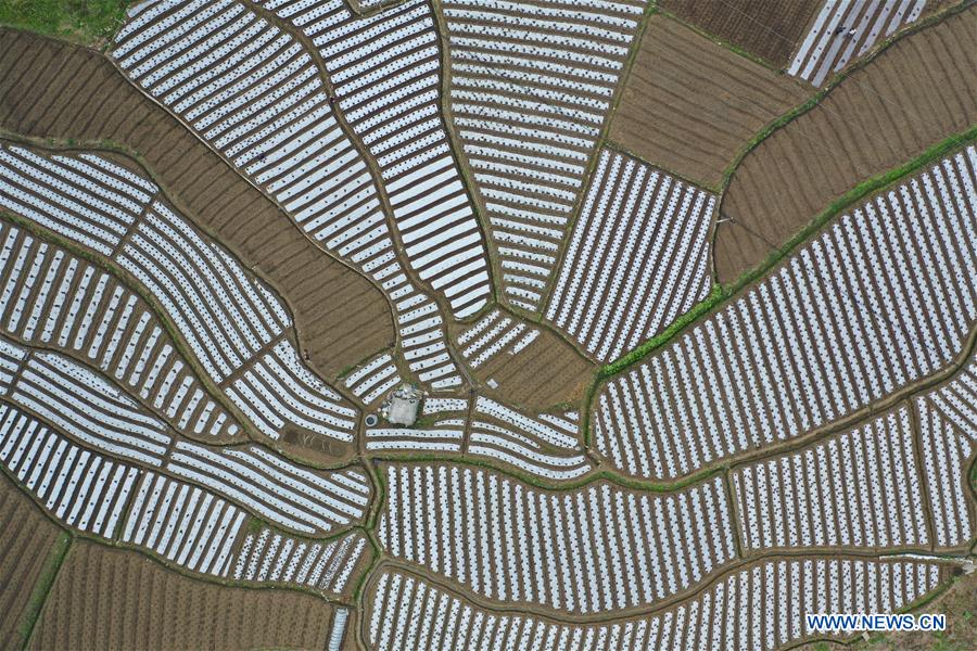 CHINA-GUIZHOU-SPRING-AGRICULTURE (CN)