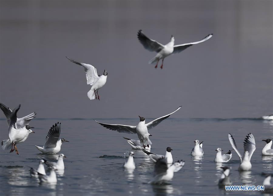 CHINA-GANSU-YONGJING-BIRDS (CN)